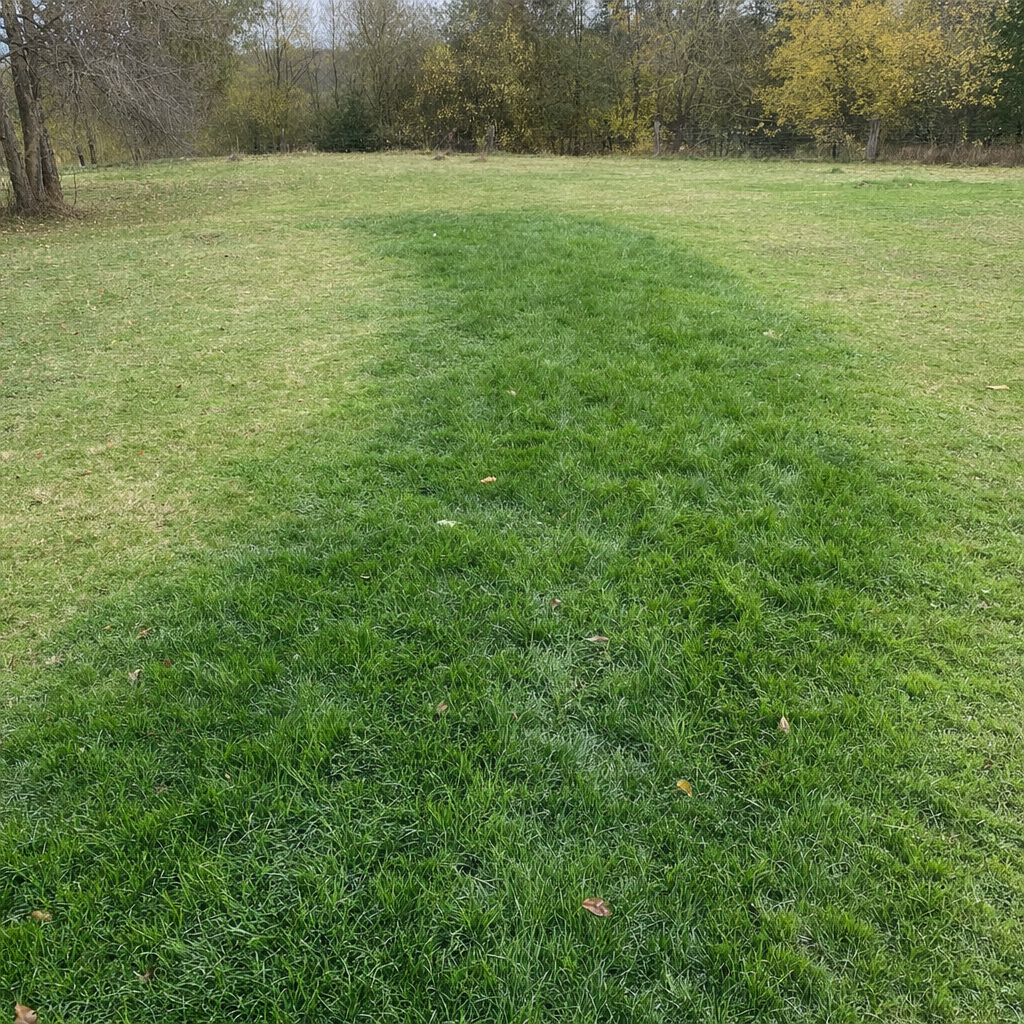 A soggy, unusually green patch of lawn over the drain field of a Skokie home, a sign the septic tank needs pumping